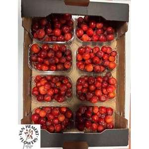 Malus Red Sentinel Bak