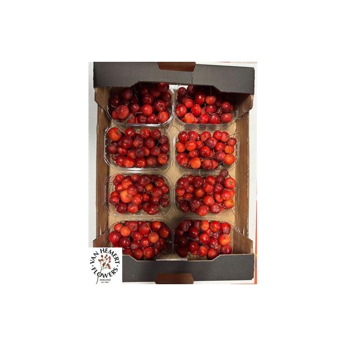 <h4>Malus Red Sentinel Bak</h4>