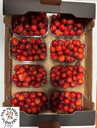 Malus Red Sentinel Bak