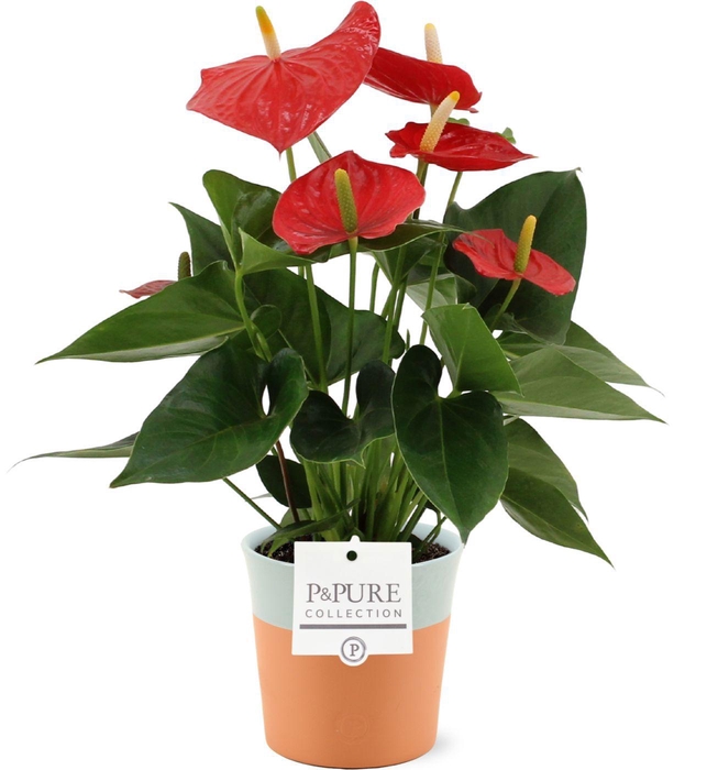 <h4>Anthurium Esudo in Pure Terra Cotta ceramics</h4>