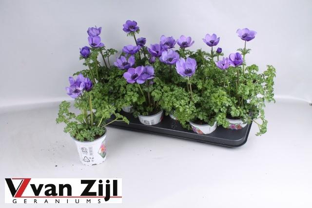 <h4>ANEM CO HARM BLUE</h4>