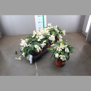 BEGO B N PURE WHITE