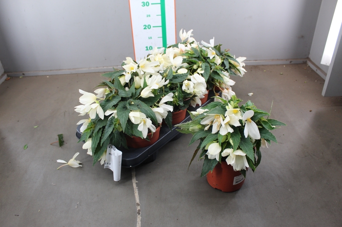 BEGO B N PURE WHITE