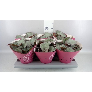Begonia BD rex 'Hawaiian Silver'