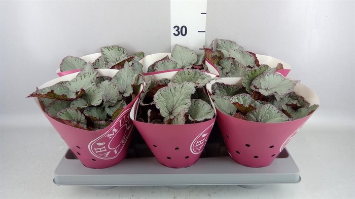 <h4>Begonia BD rex 'Hawaiian Silver'</h4>