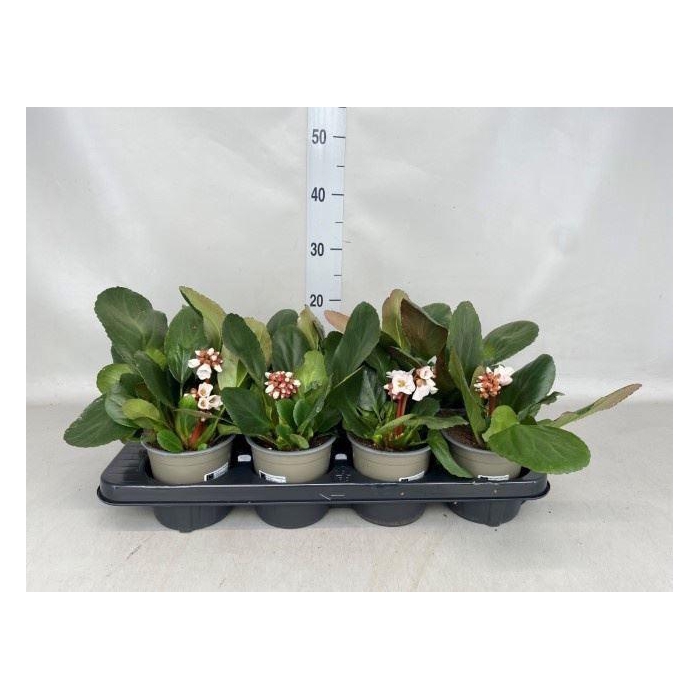 <h4>Bergenia cordifolia</h4>