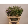 Phlox P Isabella