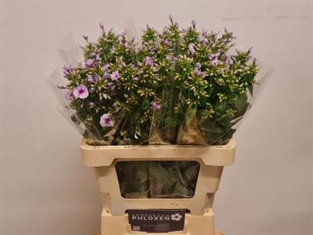 Phlox P Isabella
