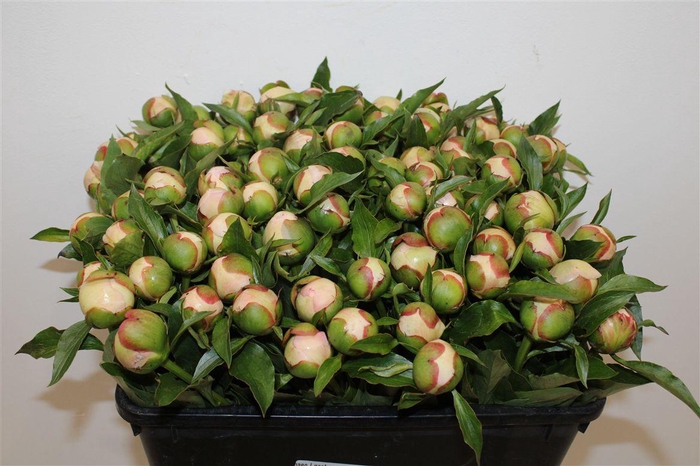 <h4>Paeo L Pecher</h4>