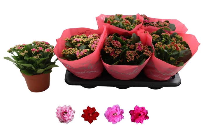 <h4>Kal Ge Ro Gem 4 Kl</h4>