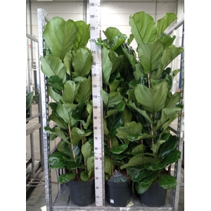 Ficus lyrata