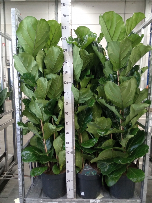 <h4>Ficus lyrata</h4>
