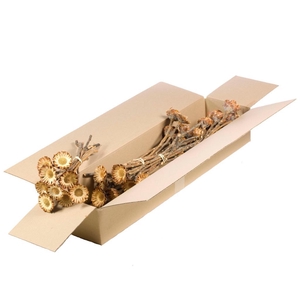 Protea Compacta Sb Natural