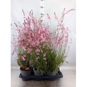 Gaura lindheimeri   ...