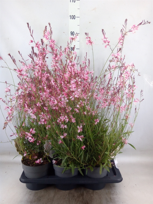 <h4>Gaura lindheimeri   ...</h4>