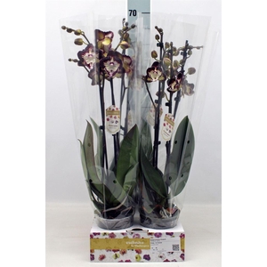 Phalaenopsis   ...red