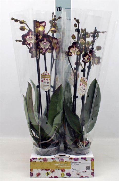 <h4>Phalaenopsis   ...red</h4>