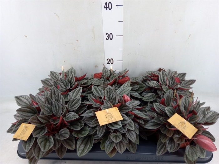 <h4>Peperomia caperata 'Santorini'</h4>