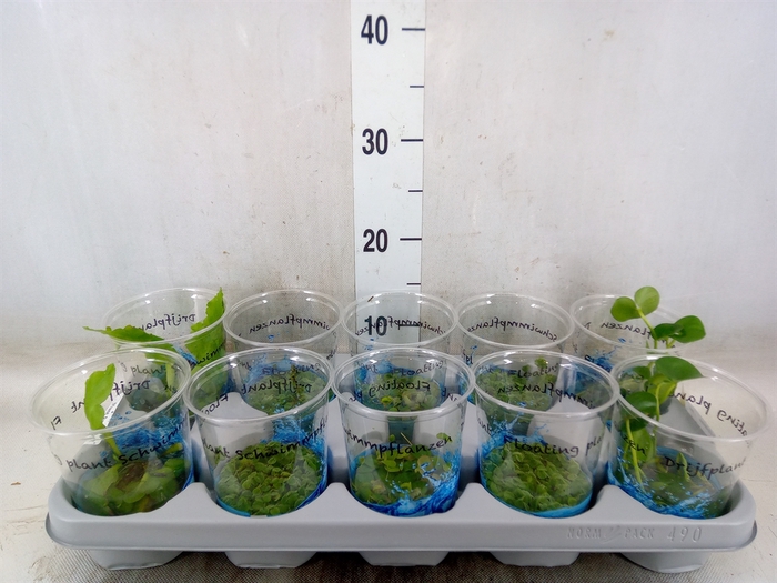 <h4>Drijfplanten   ...mix</h4>