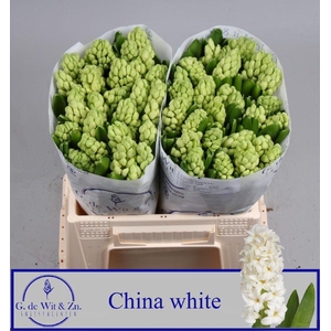 HYAC CHINA WHITE