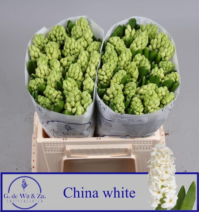 <h4>HYAC CHINA WHITE</h4>