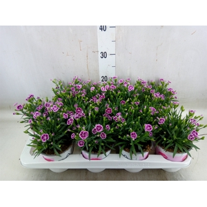 Dianthus  'Pink Kisses'