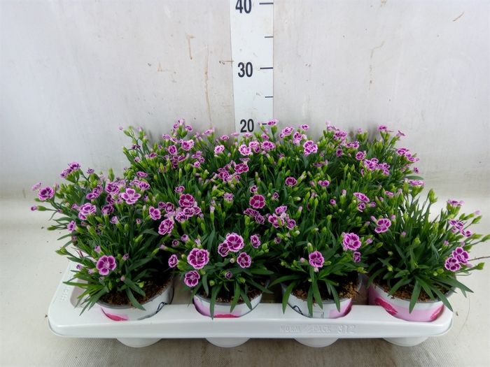 <h4>Dianthus  'Pink Kisses'</h4>