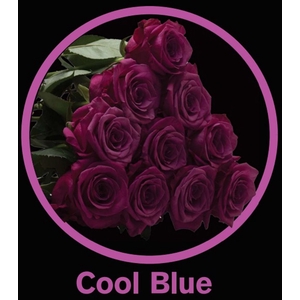 R Gr Cool Blue