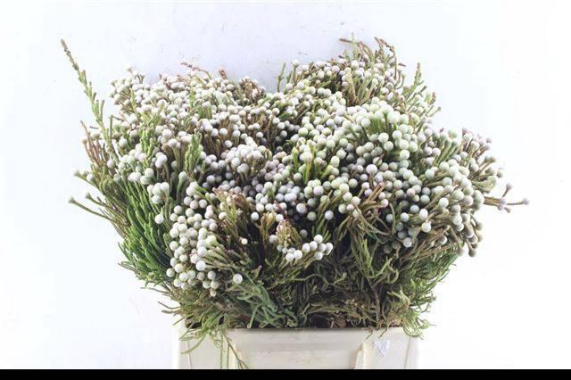 <h4>BRUN NODULIFLORA</h4>