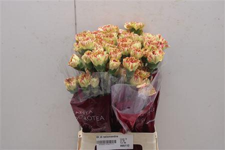 <h4>Di St Salamandra</h4>