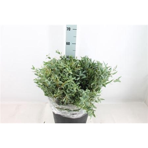 Euca Parvifolia Kort 180gr