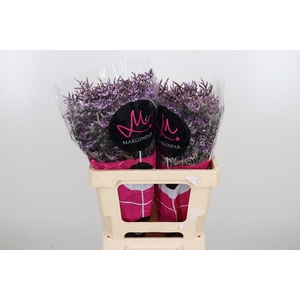Limon Safora Lilac