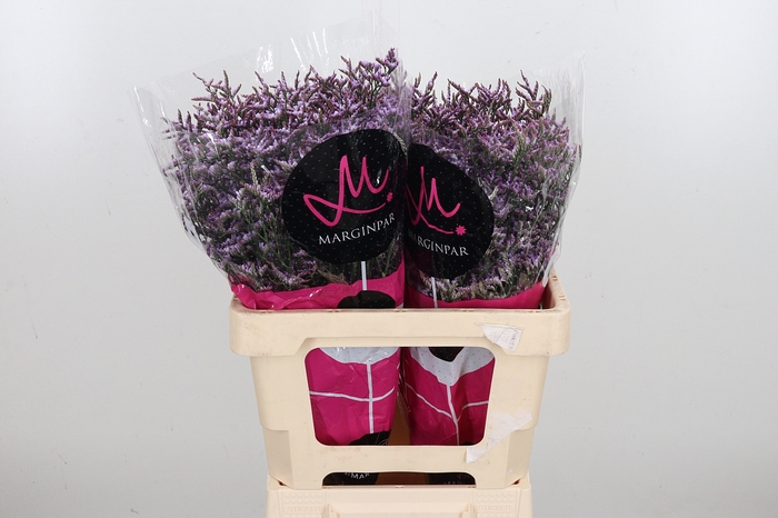 <h4>Limon Safora Lilac</h4>