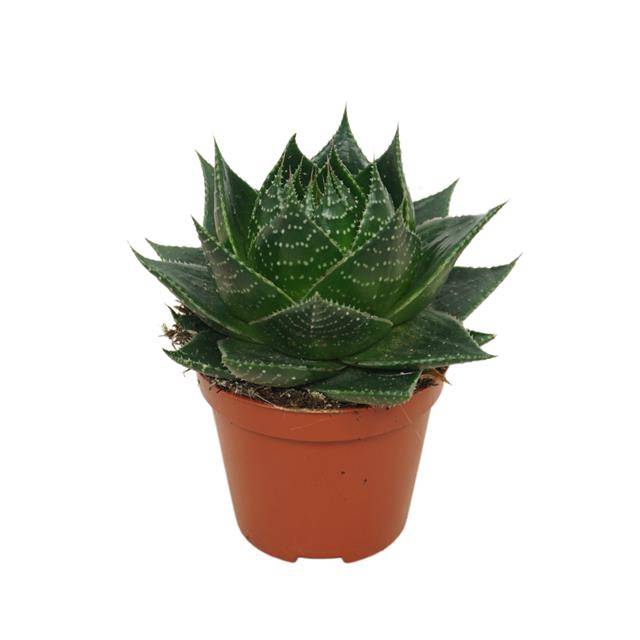 <h4>Aloe Cosmo</h4>