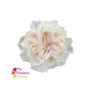 R Gr Cotton Xpression Cream 50cm EC