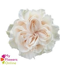 <h4>R Gr Cotton Xpression Cream 50cm EC</h4>