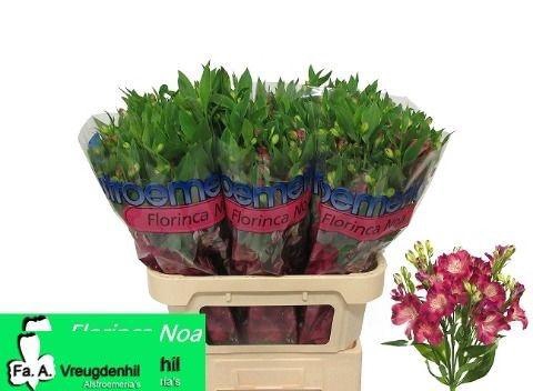 <h4>ALST FL NOA</h4>