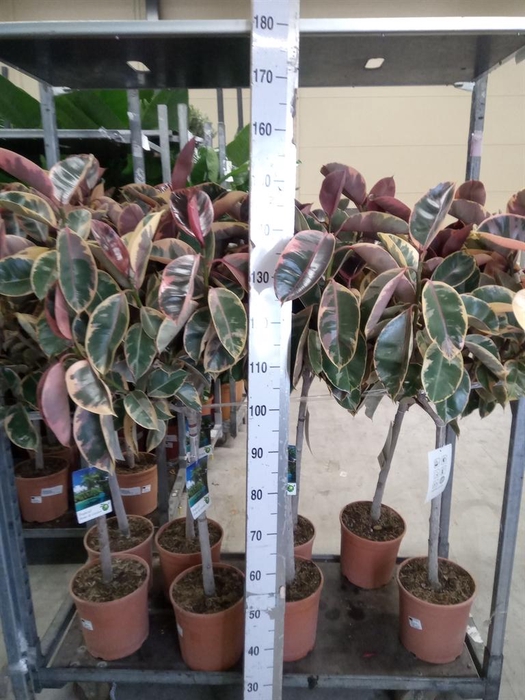 <h4>Ficus   ...</h4>