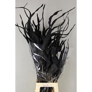 Df Strelitzia Leaf Black