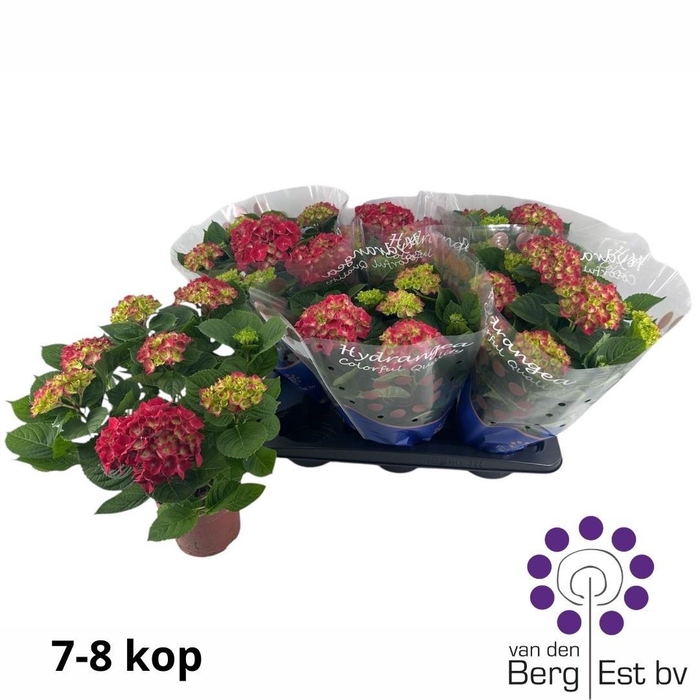 <h4>HYDR M SPEEDY RED</h4>