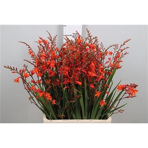 Crocos Red King