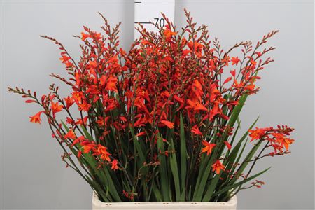 <h4>Crocos Red King</h4>