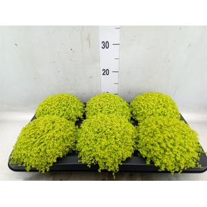 Soleirolia soleirolii 'Aurea'