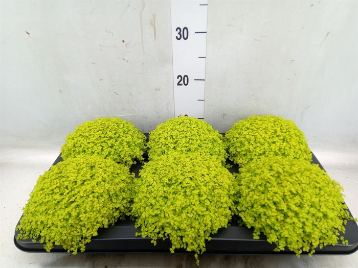<h4>Soleirolia soleirolii 'Aurea'</h4>