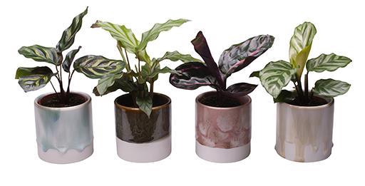 <h4>CALATHEA MIX P6 L 65404</h4>