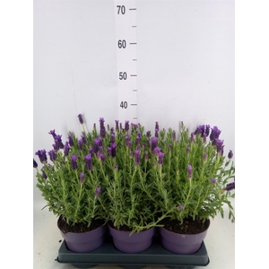 Lavandula stoec. 'Anouk'
