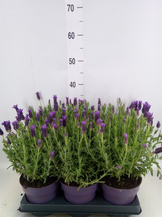 <h4>Lavandula stoec. 'Anouk'</h4>