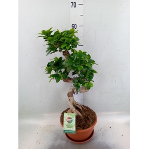 Ficus microcarpa 'Ginseng'