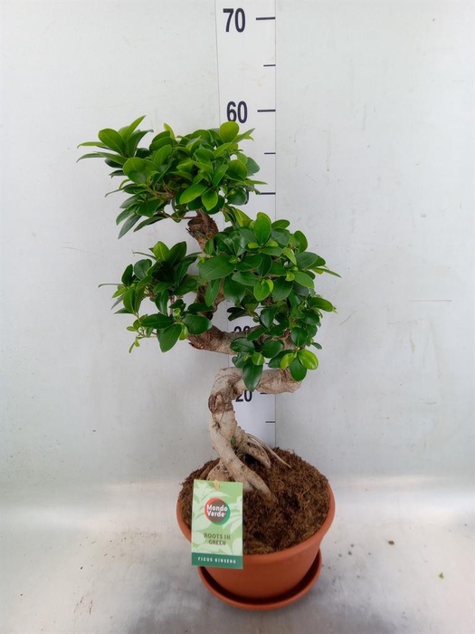 <h4>Ficus microcarpa 'Ginseng'</h4>