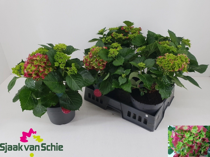 <h4>HYDR M HI FIRE</h4>